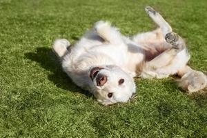 Beautiful Golden Retriever dog lying on the grass photo