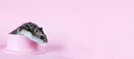 One Djungarian dwarf hamster is eating and sitting on the plastic bowl on the pink background. banner. hamster portrait photo
