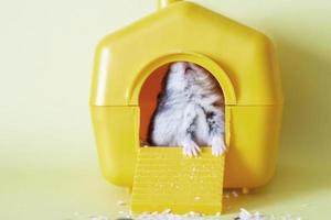 Djungarian dwarf hamster sitting inside its plastic house on yellow background photo