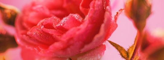 rosa roja con gotas de agua sobre un fondo rosa foto