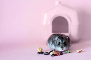 Djungarian dwarf hamster eats feed near his house on pink background photo