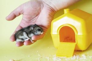 Cute little hamster in mens hands close on yellow background near his house photo