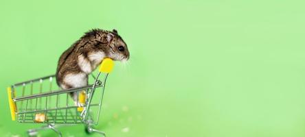 Funny Djungarian hamster sits in children's empty shopping cart on green background. Funny pet is having fun. banner photo