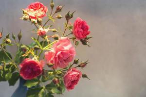 rosa roja con fuerte contraste y gotas de agua sobre un fondo gris. ramo de flores en un florero foto