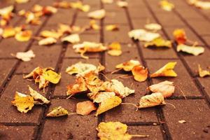 Fallen autumn leaves on the alley in the park. close photo