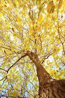 fondo de árbol de otoño foto