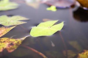 hojas de loto de cerca en el estanque foto