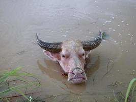 búfalo de agua en el canal para refrescarse. foto