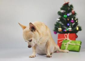 sad chihuahua dog feel guilty, looking down, sitting on white background with Christmas tree,  gift boxes. photo