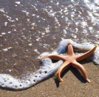 starfish laying on a sandy beach next to the ocean. Generative AI. photo