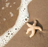 starfish laying on a sandy beach next to the ocean. Generative AI. photo