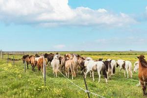 Icelandic horses of various colors standing in field on pasture during the summer photo