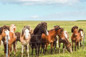 Icelandic horses of various colors standing in field on pasture during the summer photo
