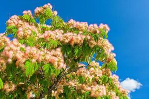 Pink Blossom Acacia Tree Brunches photo