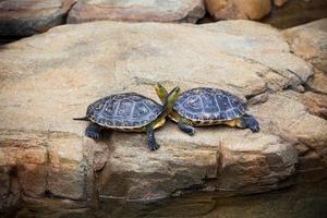 Turtles couple on a stone photo