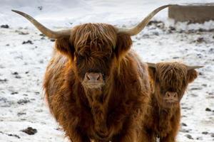 Beautiful Scottish red cow in winter, Hemsedal, Buskerud,Norway,cute domestic highland cow with calf,animal family portrait,mother with baby,new year symbol 2021,wallpaper,poster,calendar,postcard