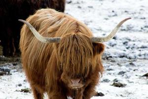 hermosa vaca roja escocesa en invierno, hemsedal, buskerud, noruega, linda vaca doméstica de las tierras altas, retrato animal, papel tapiz, póster, calendario, postal, animal de granja noruego foto