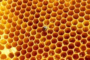 close up view of new born bee inside beehive on the frame with honey,young bee looking for food,back view,ukrainian carpathian bee metamorphosis photo