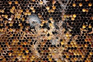 polilla de cera levantada en panal viejo, vista de cerca de la oruga galleriini del parásito en la colmena, problema de producción de miel, células de abejas infectadas, apicultura europea, infectada y cubierta con panal de telarañas foto