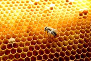 vista de cerca de la abeja recién nacida dentro de la colmena en el marco con miel, abeja joven en busca de comida, vista posterior, metamorfosis de la abeja de los cárpatos ucranianos foto