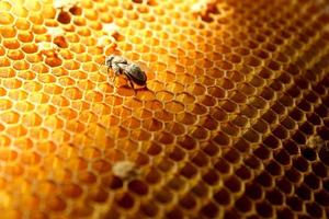 vista de cerca de la abeja recién nacida dentro de la colmena en el marco con miel, abeja joven en busca de comida, vista posterior, metamorfosis de la abeja de los cárpatos ucranianos foto