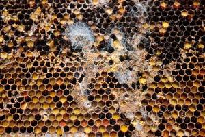 Wax moth raise in old honeycomb,close up view of parasite Galleriini caterpillar in the hive,honey producing problem,infected bee cells,european beekeeping,infected and covered with cobwebs honeycomb photo