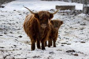 Beautiful Scottish red cow in winter, Hemsedal, Buskerud,Norway,cute domestic highland cow with calf,animal family portrait,mother with baby,new year symbol 2021,wallpaper,poster,calendar,postcard photo