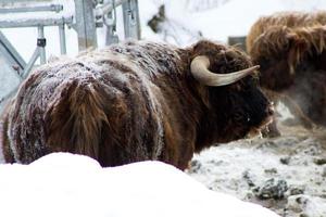 hermosa vaca roja escocesa en invierno, hemsedal, buskerud, noruega, linda vaca doméstica de las tierras altas, retrato animal, papel tapiz, póster, calendario, postal, animal de granja noruego foto