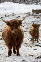 Beautiful Scottish red cow in winter, Hemsedal, Buskerud,Norway,cute domestic highland cow with calf,animal family portrait,mother with baby,new year symbol 2021,wallpaper,poster,calendar,postcard photo