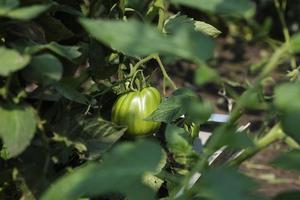 tomates verdes maduros colgando de ramitas en un día de verano en una cama de jardín foto
