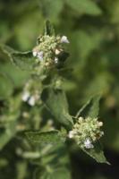 inflorescences leaves and a stalk of melissa on a summer day in a garden bed photo