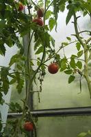 ripening tomatoes hanging between the leaves on twigs in the greenhouse photo