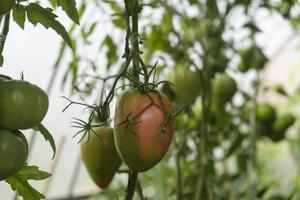 tomates maduros colgando entre las hojas en ramitas en el invernadero foto