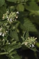 hojas de inflorescencias y un tallo de melisa en un día de verano en una cama de jardín foto