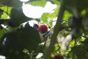 translucent raspberry berry among the leaves in the sunlight photo