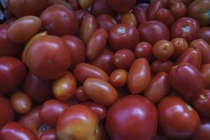 bunch of ripe tomatoes after harvesting in the autumn in the garden photo