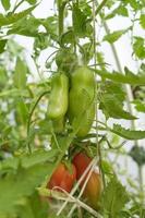 tomates maduros colgando entre las hojas en ramitas en el invernadero foto