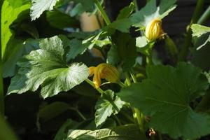 yellow zucchini flower on a stem among leaves and grass in the garden photo