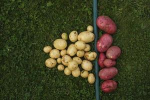 montón de papas rojas y amarillas en la hierba verde separadas por una manguera foto