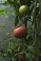 tomates maduros colgando entre las hojas en ramitas en el invernadero foto