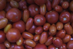 manojo de tomates maduros después de la cosecha en otoño en el jardín foto