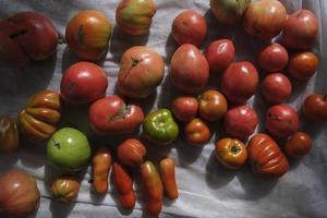bunch of ripe tomatoes after harvesting in the autumn in the garden photo