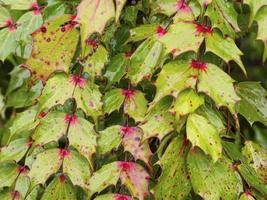 Colourful wet leatherleaf mahonia leaves in winter photo