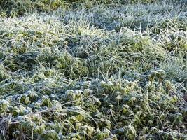 Vegetation covered in white frost on a winter morning photo