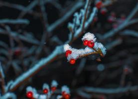 Ripe red hawthorn berries with snow on the branches on a winter evening. Useful plant crataegus monogyna with snowflake fruits in the garden. photo