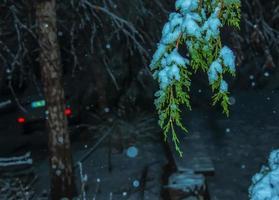 Thuja branch covered with snow. Spruce tree or bush in winter, close up shot photo