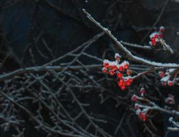 Ripe red hawthorn berries with snow on the branches on a winter evening. Useful plant crataegus monogyna with snowflake fruits in the garden. photo