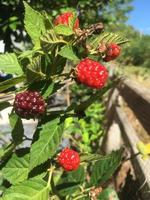 Blackberry is fruitful in my garden. The shot was taken on a sunny winter day. photo