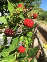 la mora es fructífera en mi jardín. la foto fue tomada en un soleado día de invierno.