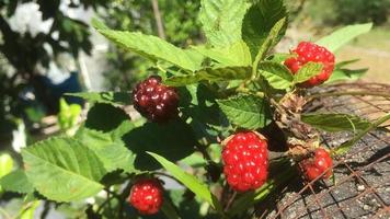 la mora es fructífera en mi jardín. la foto fue tomada en un soleado día de invierno.